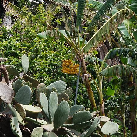 הוילה לוס יאנוס דה אריאדנה La Casita Del Jardinero מראה חיצוני תמונה