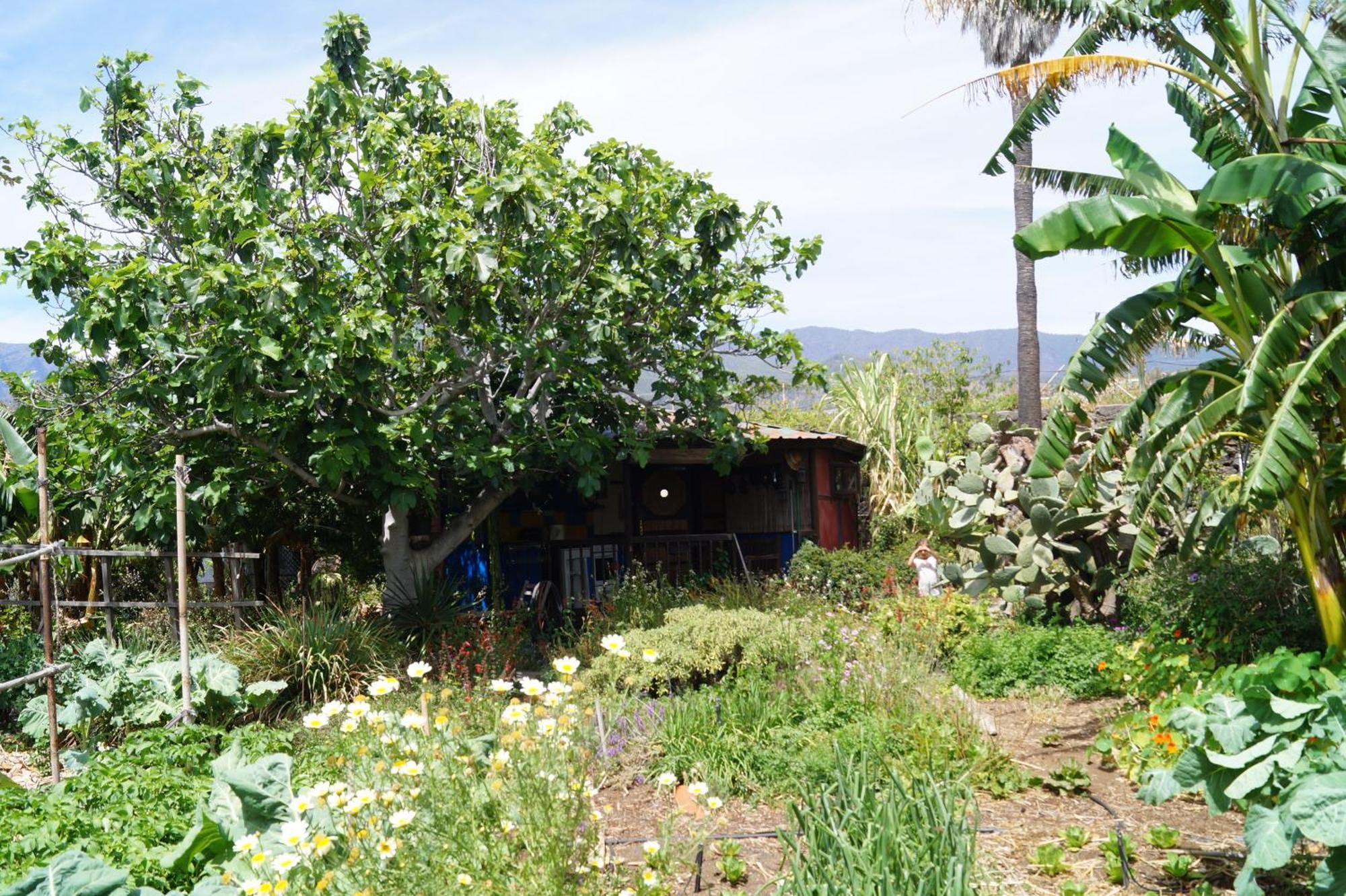 הוילה לוס יאנוס דה אריאדנה La Casita Del Jardinero מראה חיצוני תמונה